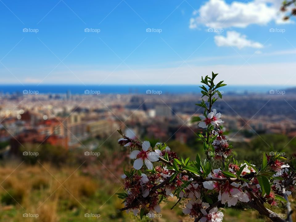 Flowers and Barcelona