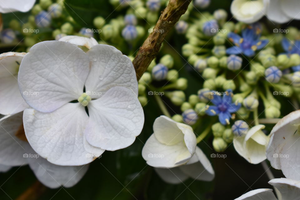 White hydrangea