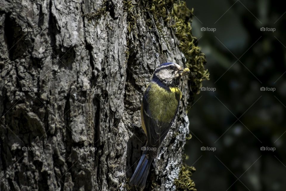 Eurasian Blue Tit returns to nest with food
