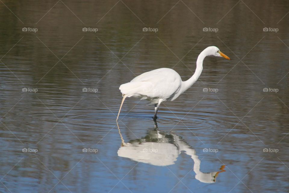 White Heron on the Hunt