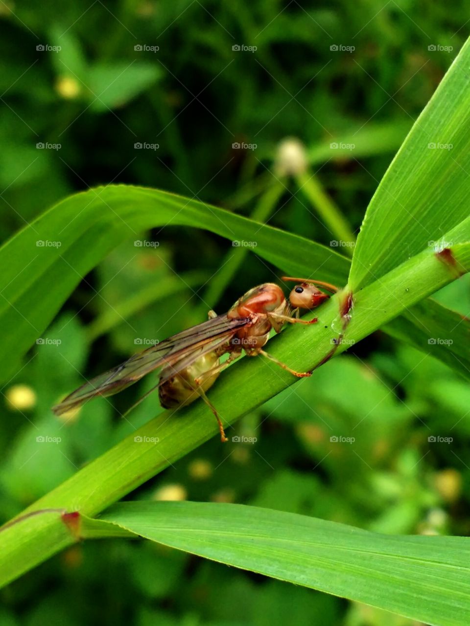 flying ant