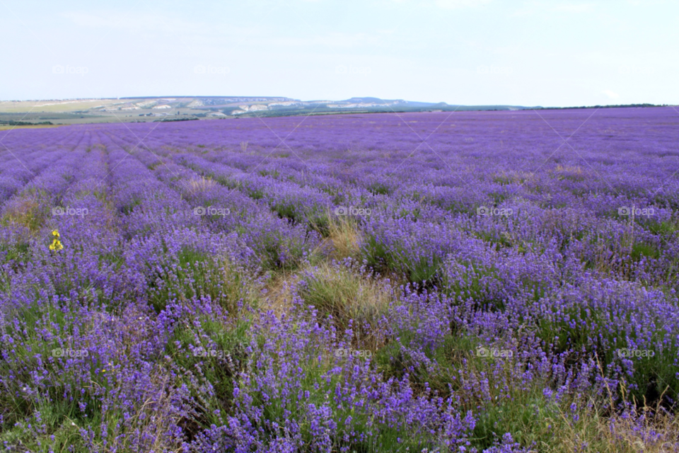 landscape field lavender by mc16