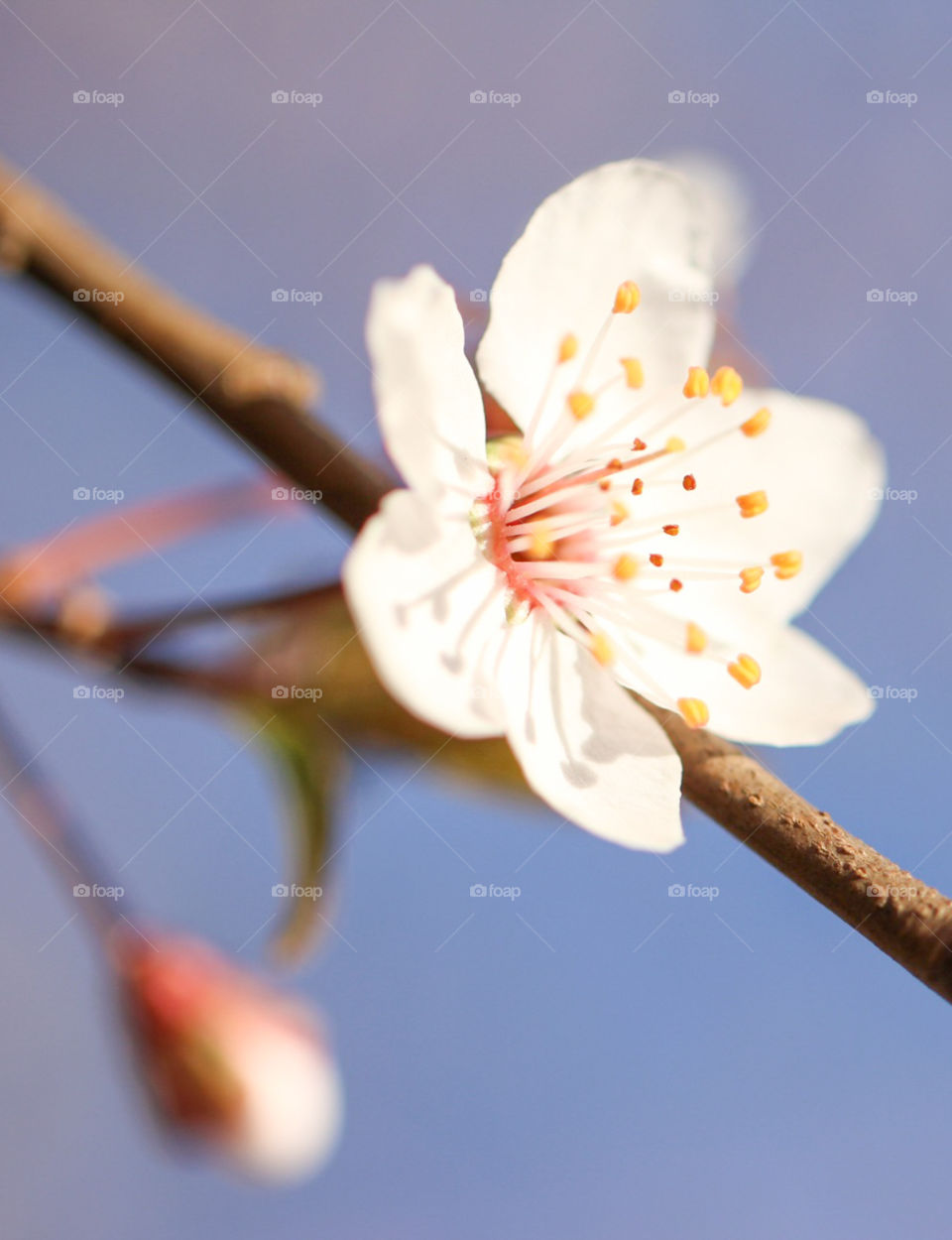 Early spring blossom flower