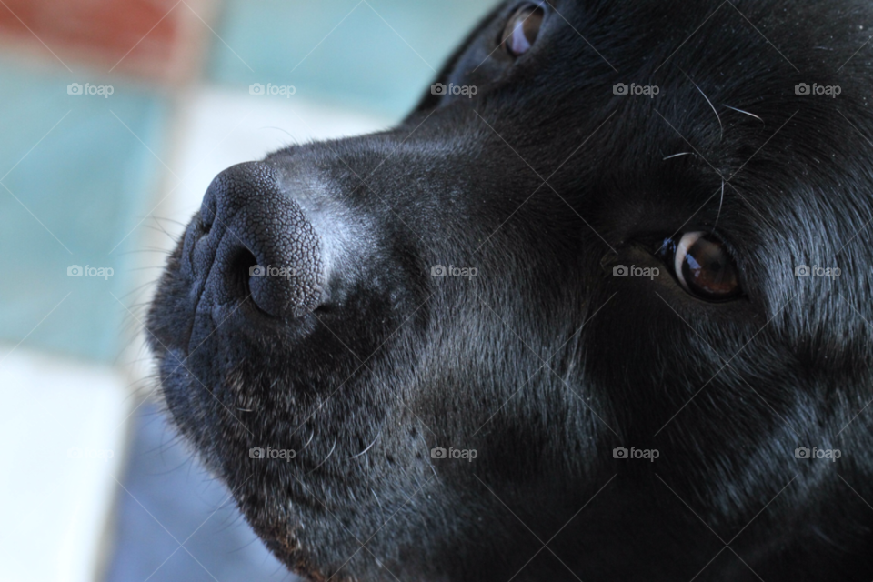 black dog eye portrait by carthe