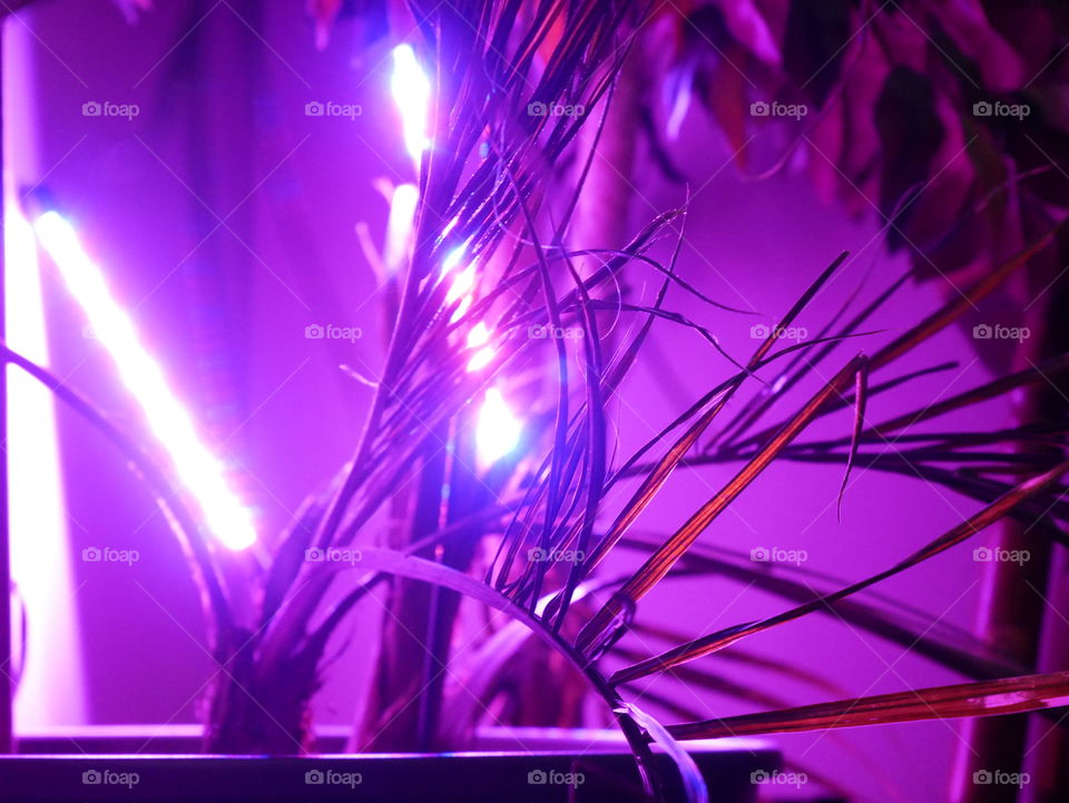 A summer palm tree comes indoors for the winter. It survives on a bit of artificial light. So purple!