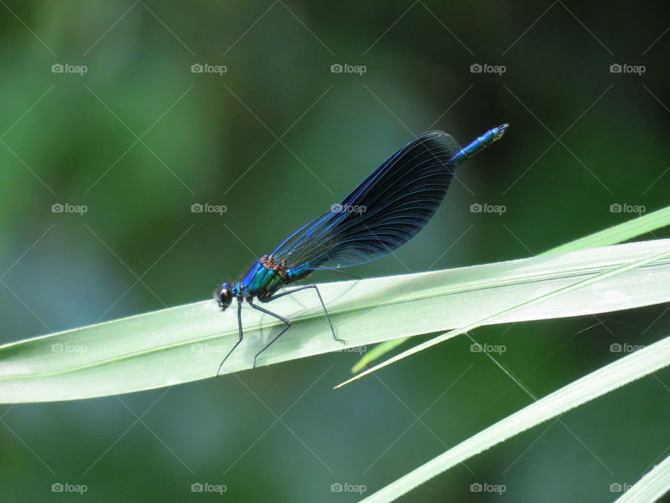 insect blu green outdoor
