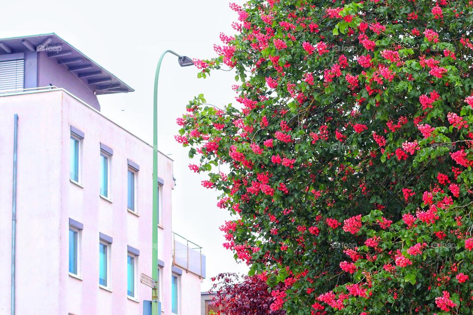 Red blooming chestnut tree next to a house in the city