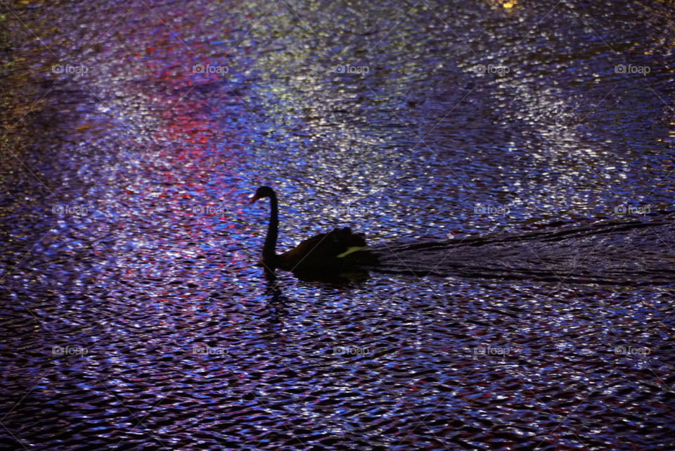 Swan on the yarra silhouetted