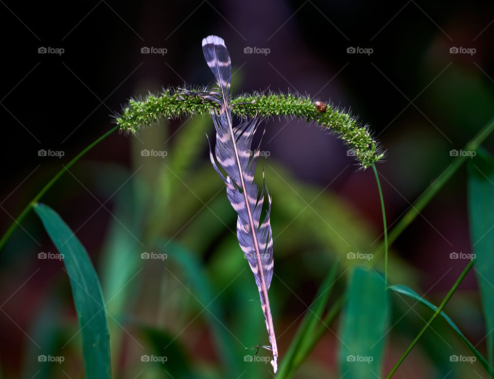 Natural beauty - feather