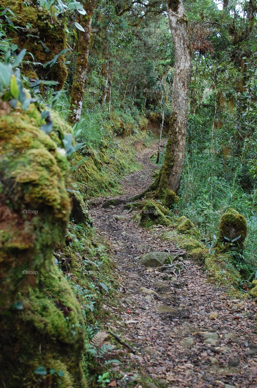 Green Forest