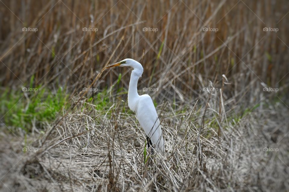 Egret  