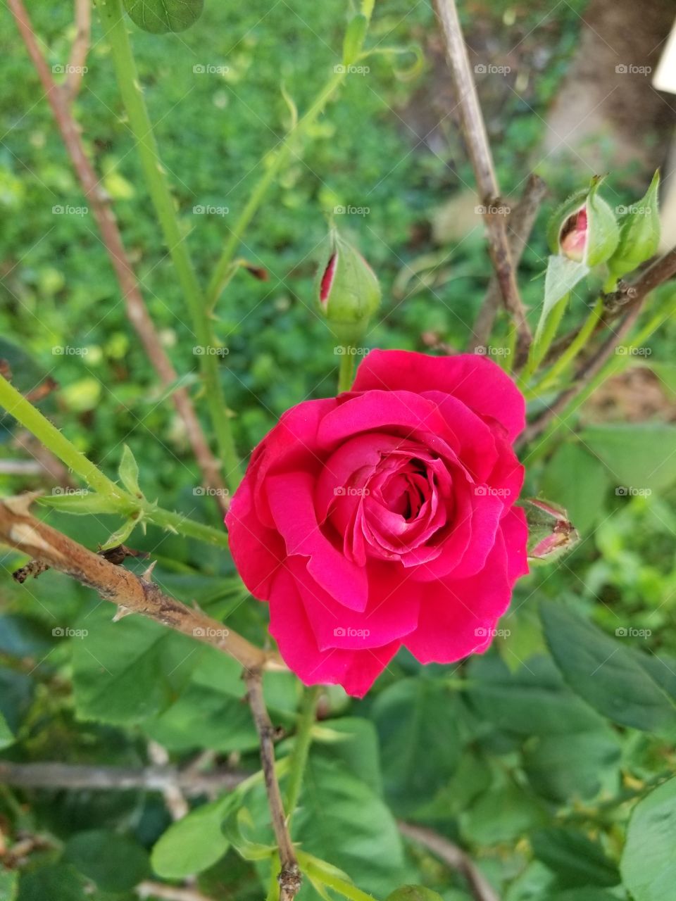 Beautiful rose around the house. No filters needed. All natural.