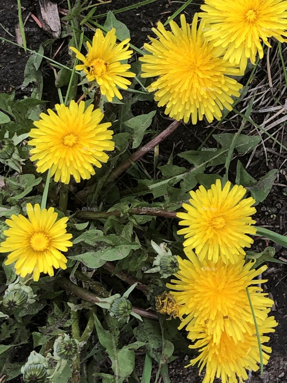 Yellow Dandelions of Helena Montana 