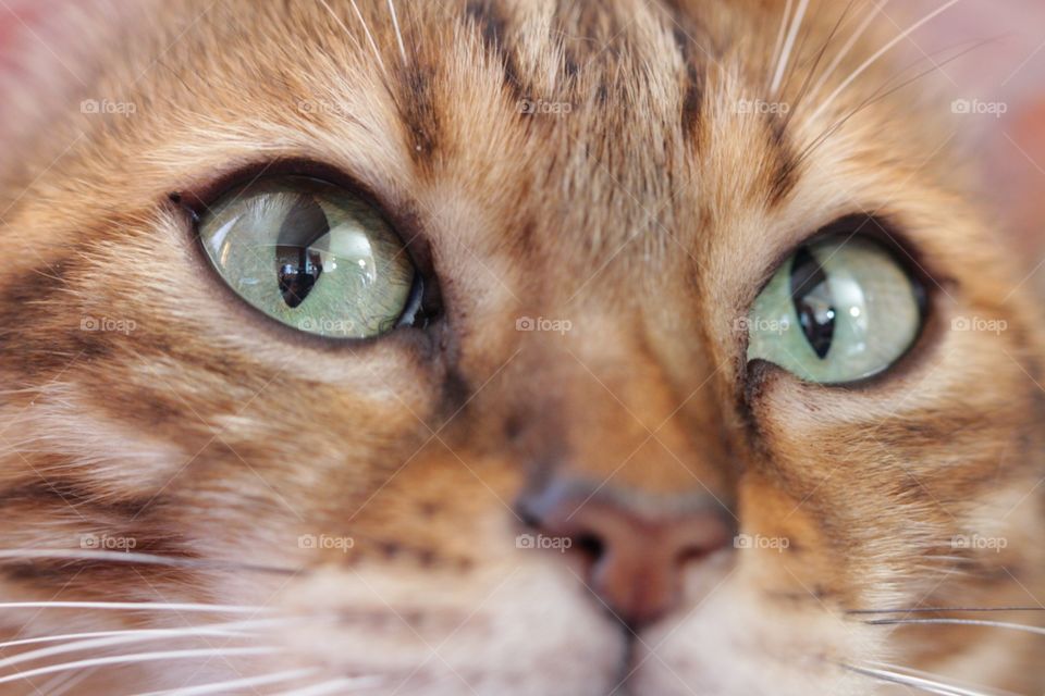 "eyes", "cat", "nose", "face", "pet ", "bengal", "animal", "fur", "beauty", "mew"