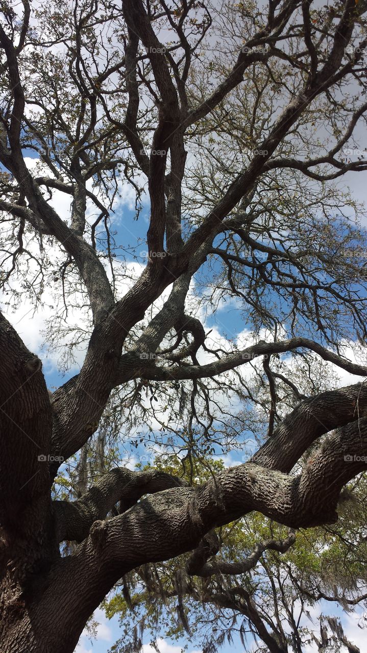 Live Oak Tree