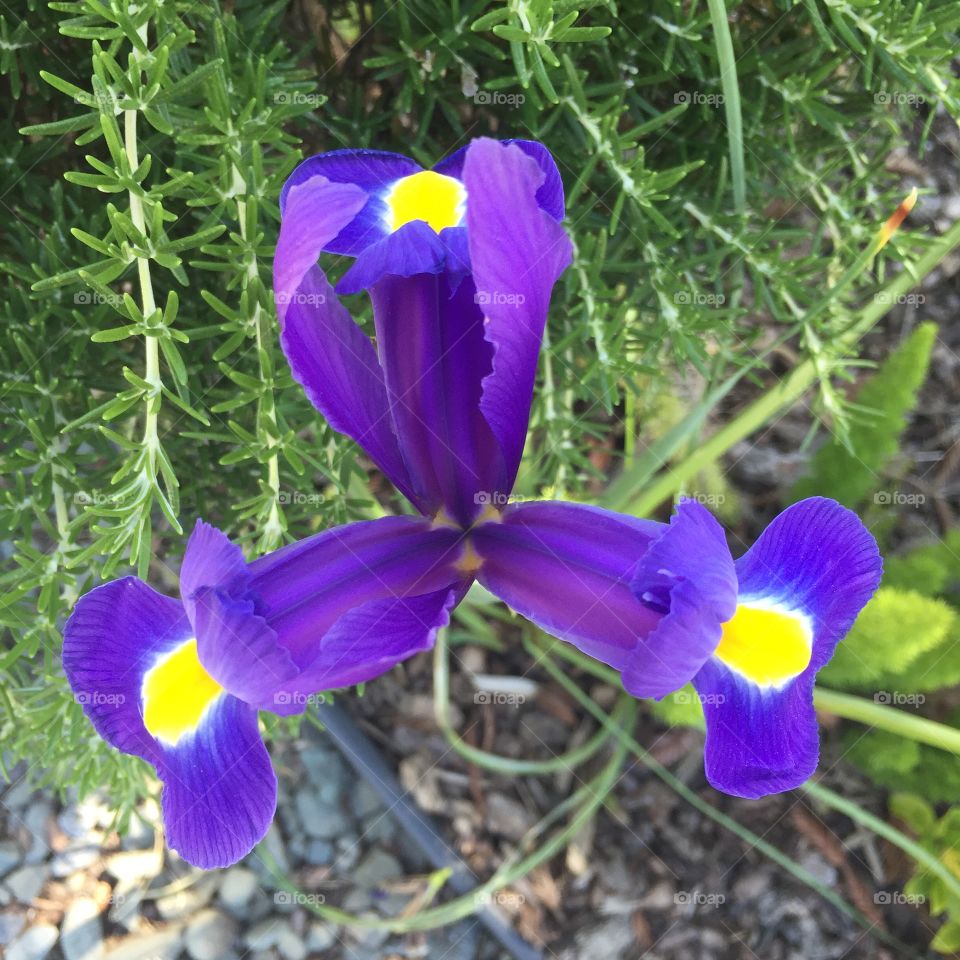 It's Magic. Dutch iris, cultivar "Blue Magic," shot in my yard. 