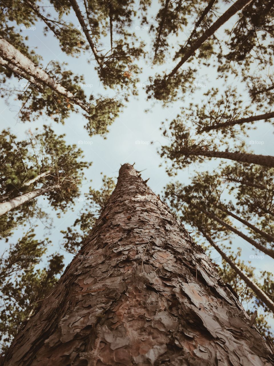 Looking up through pine trees