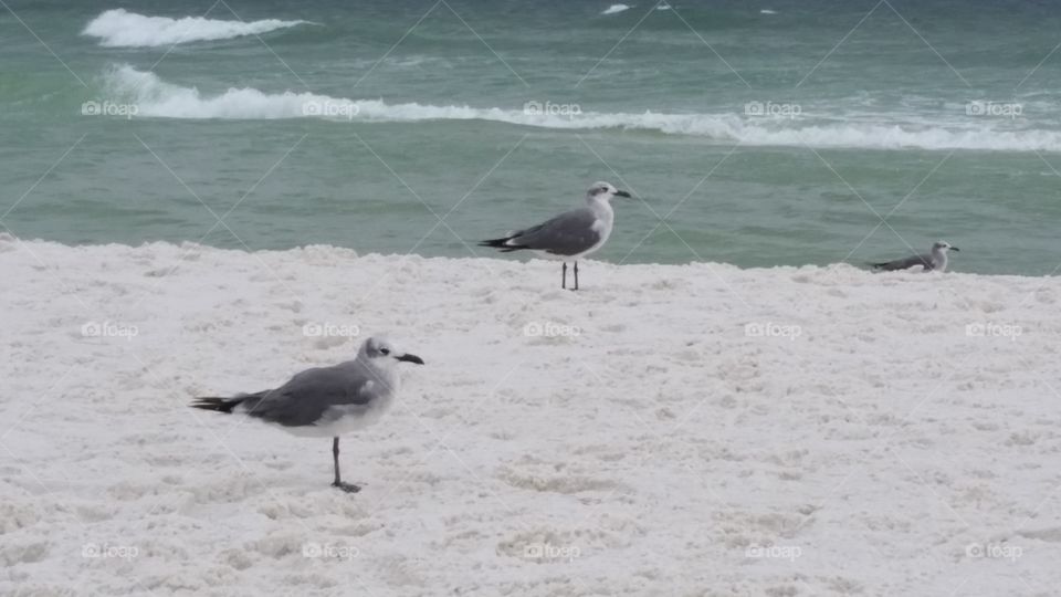 seagulls Destin Florida