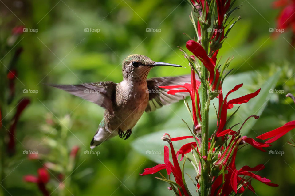 Hummingbird and crocosmia flowers