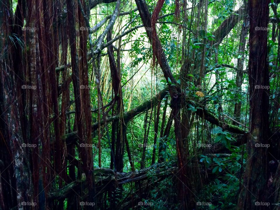 Tropical forest. Heaven on earth. Hawaii 