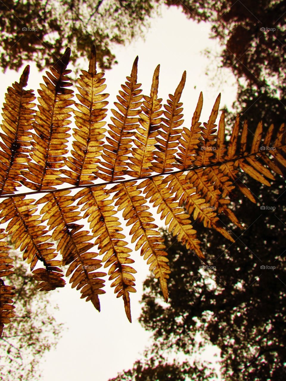 Low angle view of an autumn fern