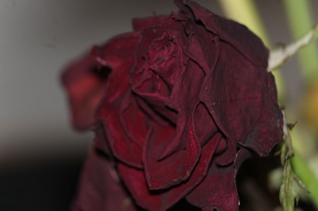 Thema Rose