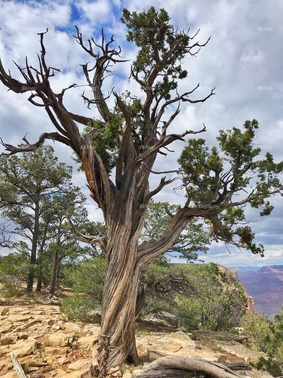 Grand Canyon nature tree