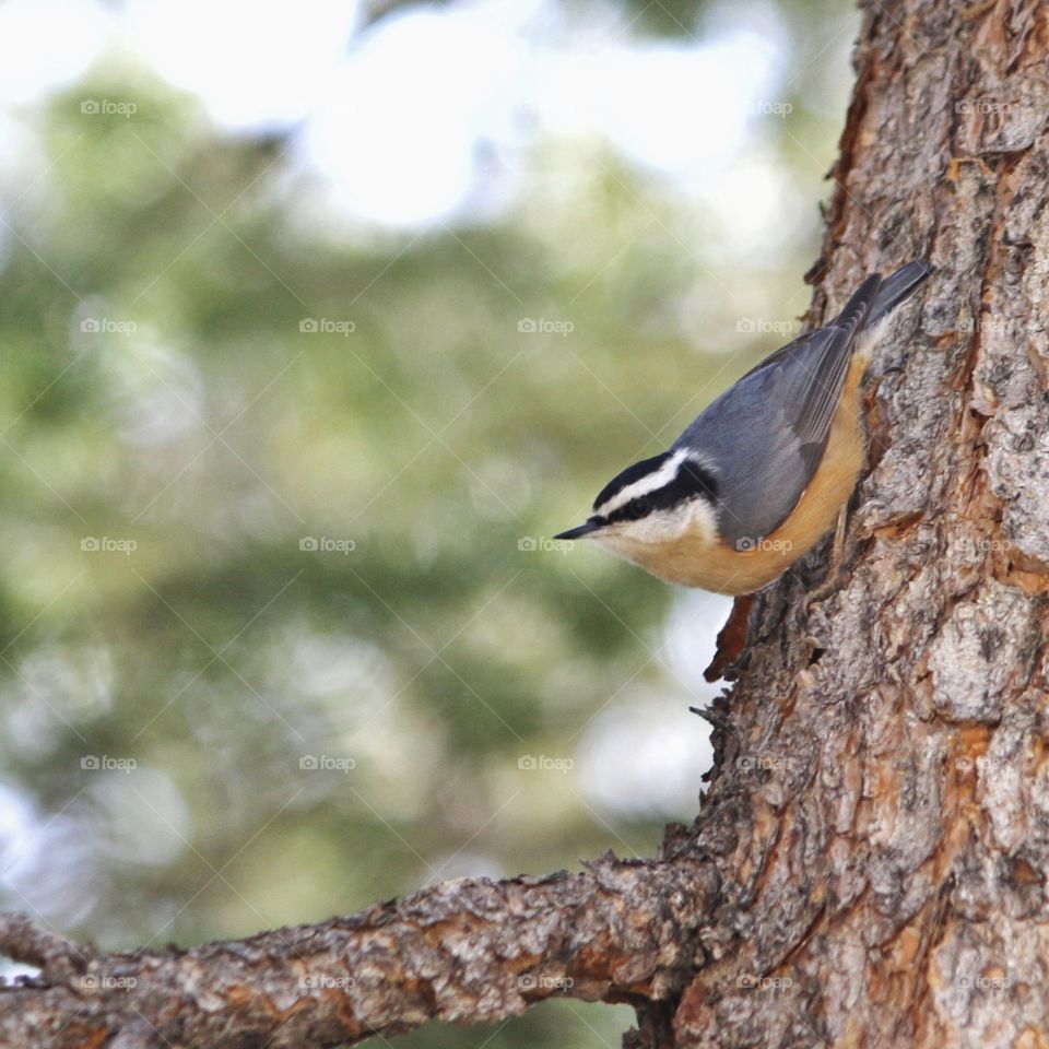 Bird, Wildlife, Nature, Animal, No Person