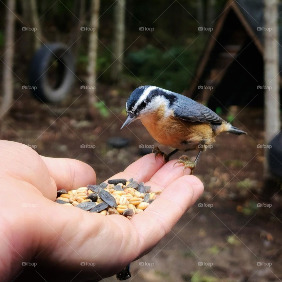 Red-breasted nuthatch choosing his seed from my hand.