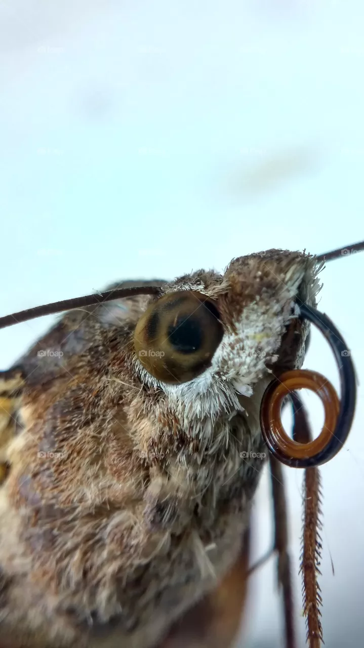 butterfly