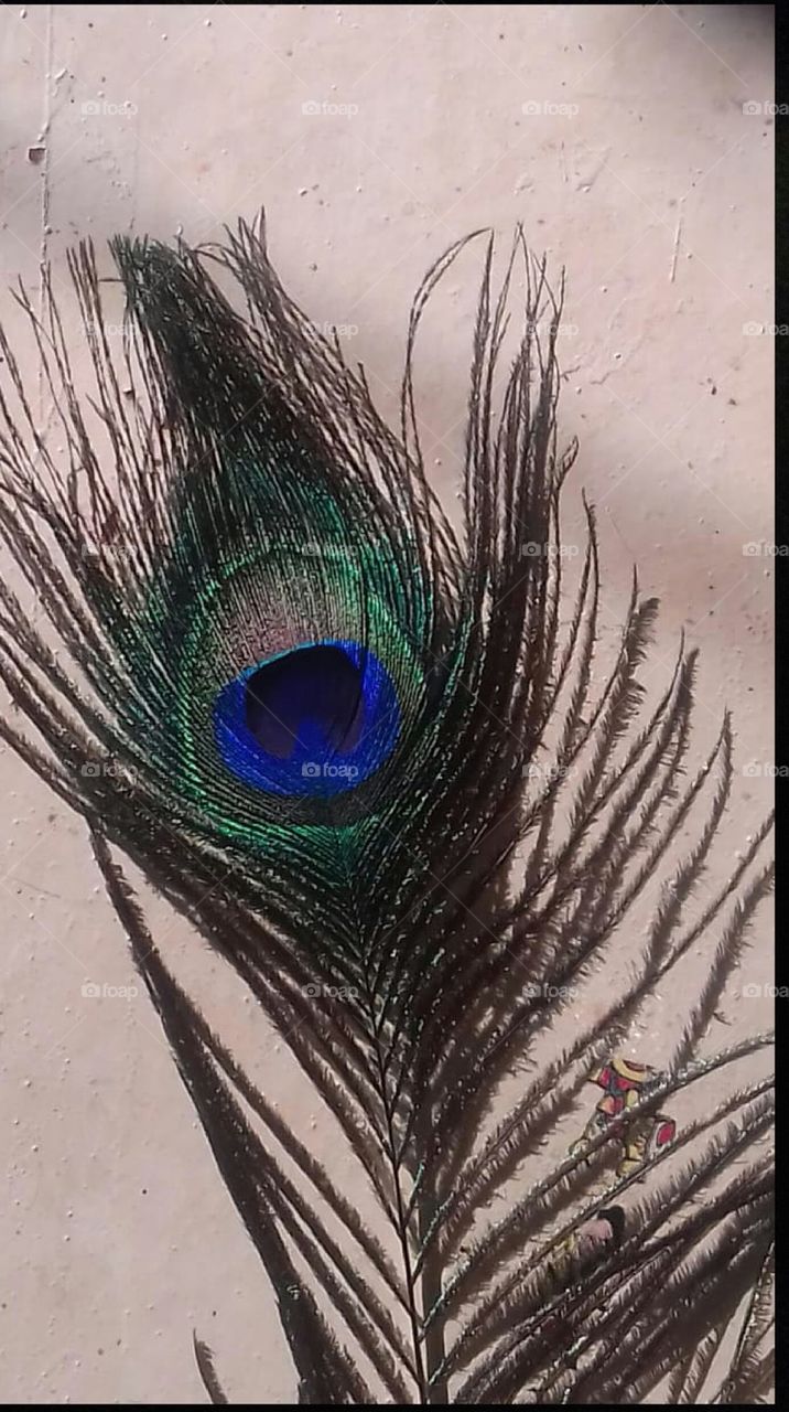 peacock feathers