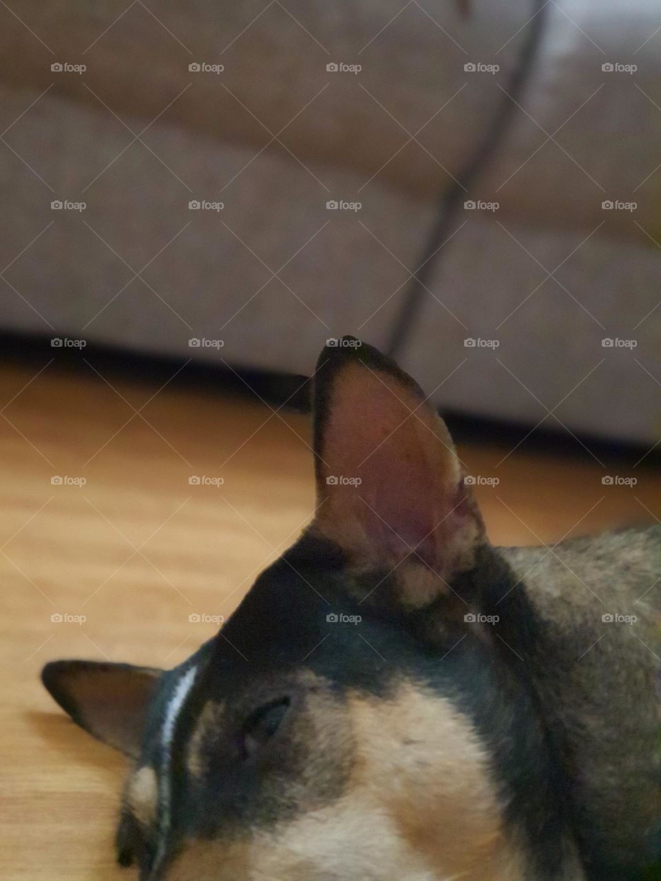 My dog's ear is triangular shape