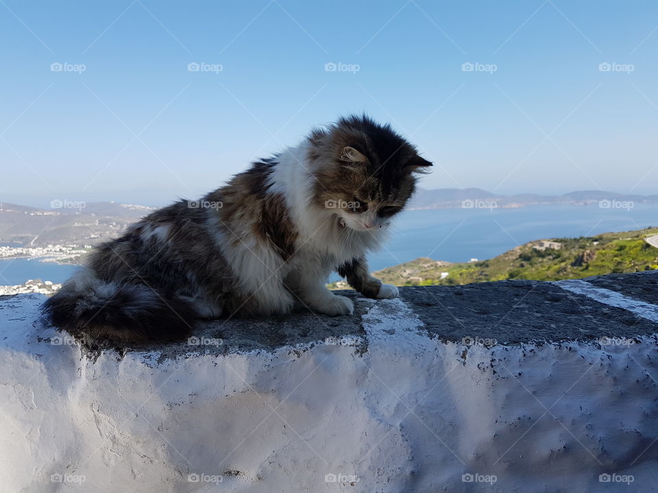 an adorable cat just waiting to be petted at the exit of Patmos Monastery, Patmos, Greece.