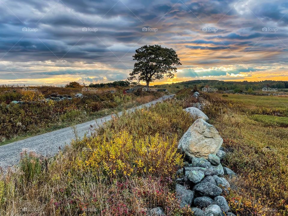 Sunrise on the Barrens.  Warm pastel colors illuminate the sky over the blueberry fields.