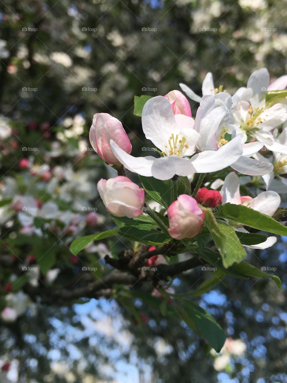 Flower, Nature, Tree, Branch, Flora