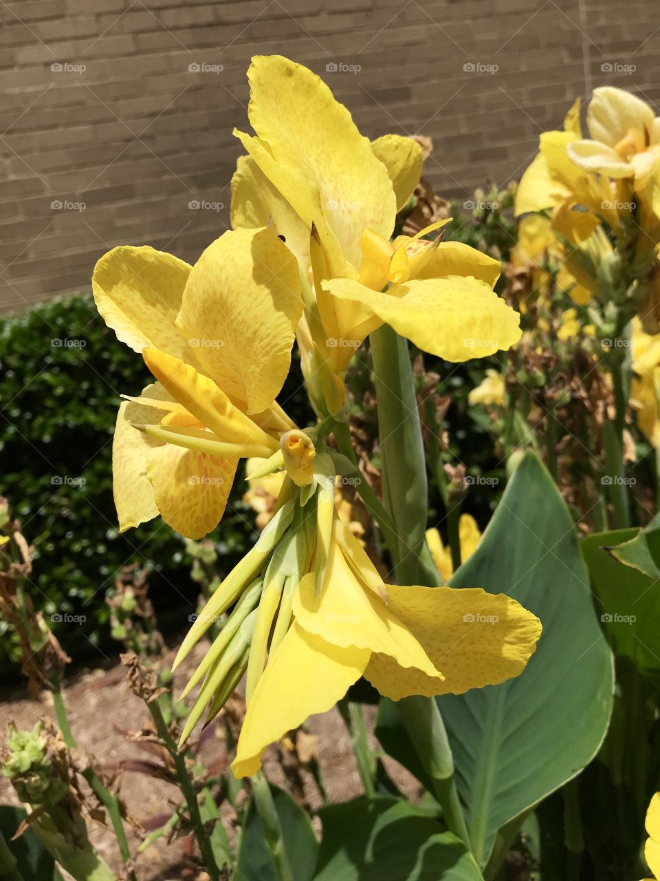 Yellow Flower 