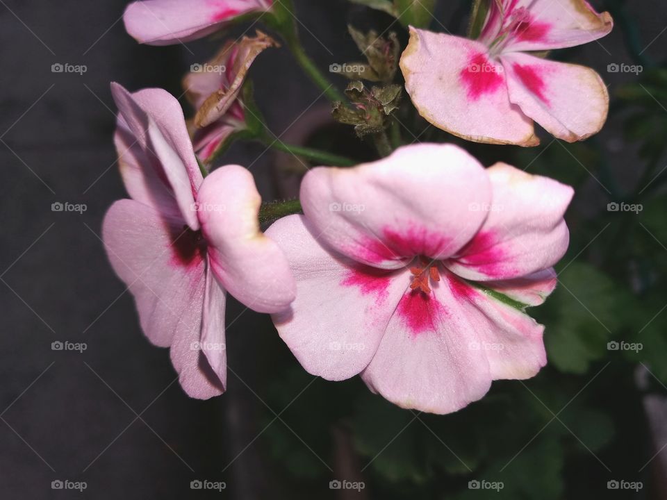 pink flowers