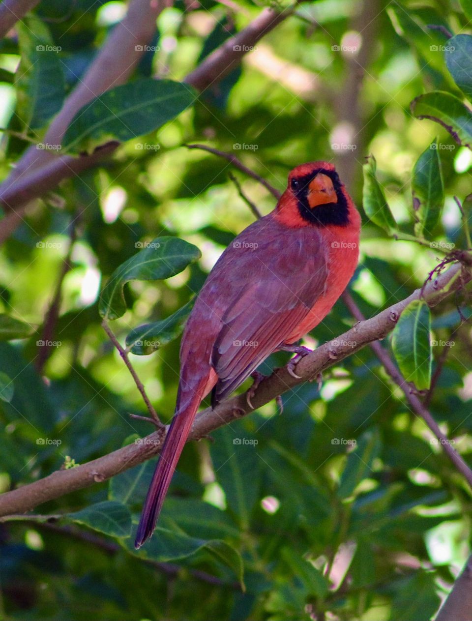 Hawaiian cardinal