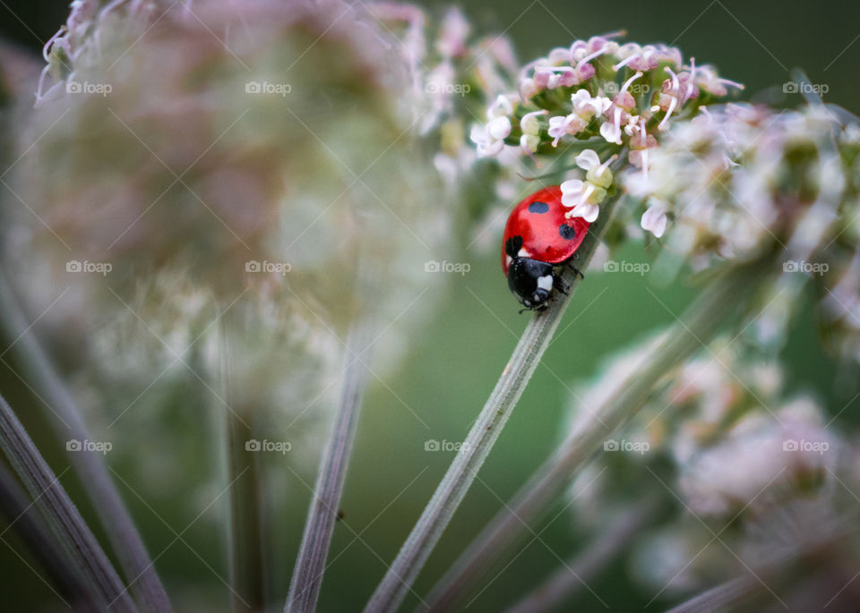 Lady bug