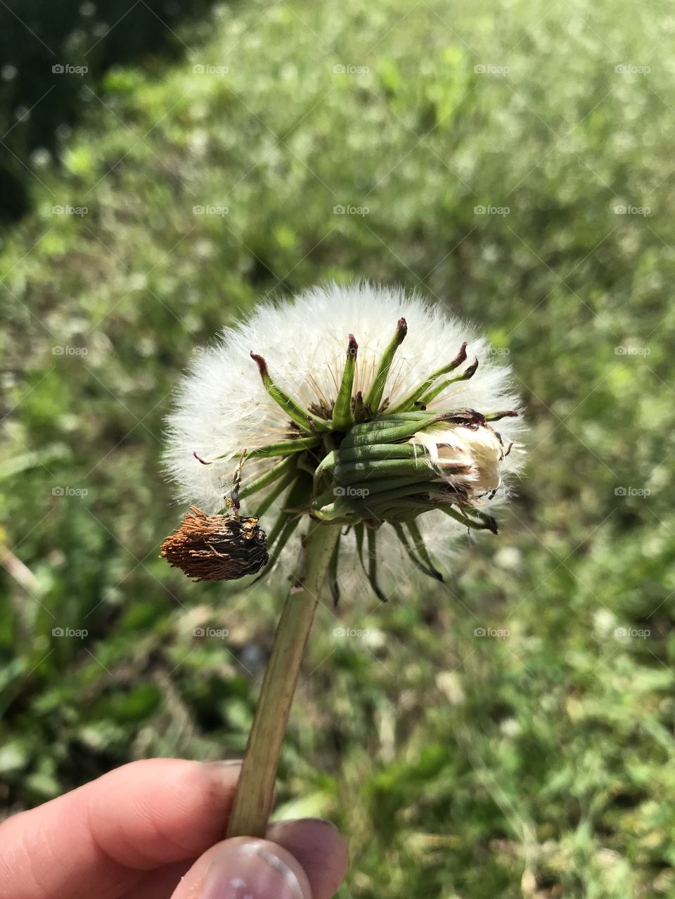 Double headed white dandelion