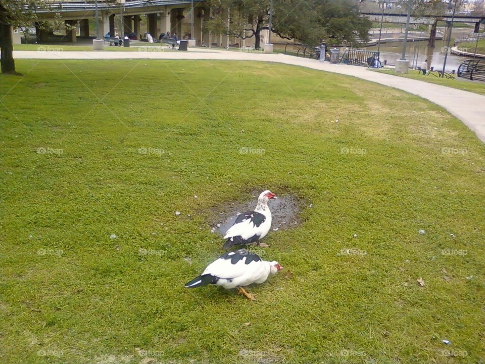 Two white and black Muscovy ducks in a field in downtown Houston 2012.