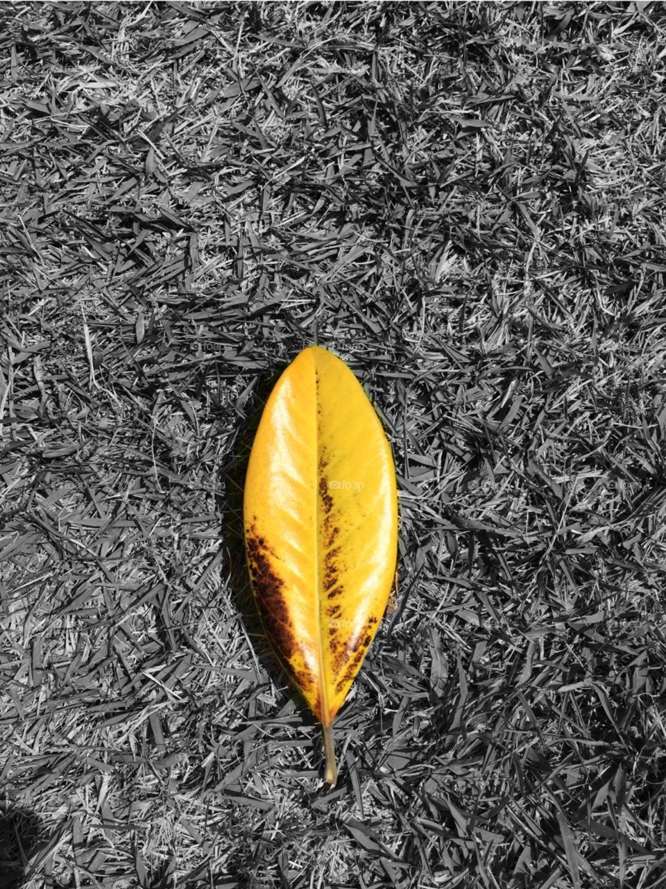 A yellow leaf lawn background. 