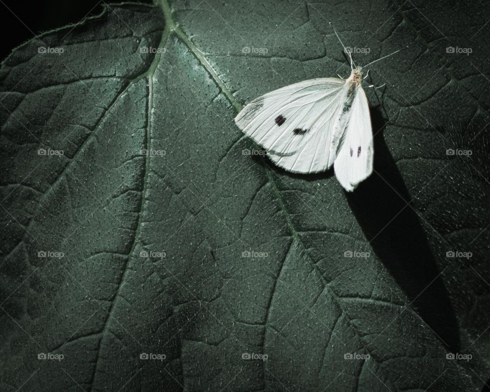 A cabbage white butterfly lands briefly on a large green leaf 