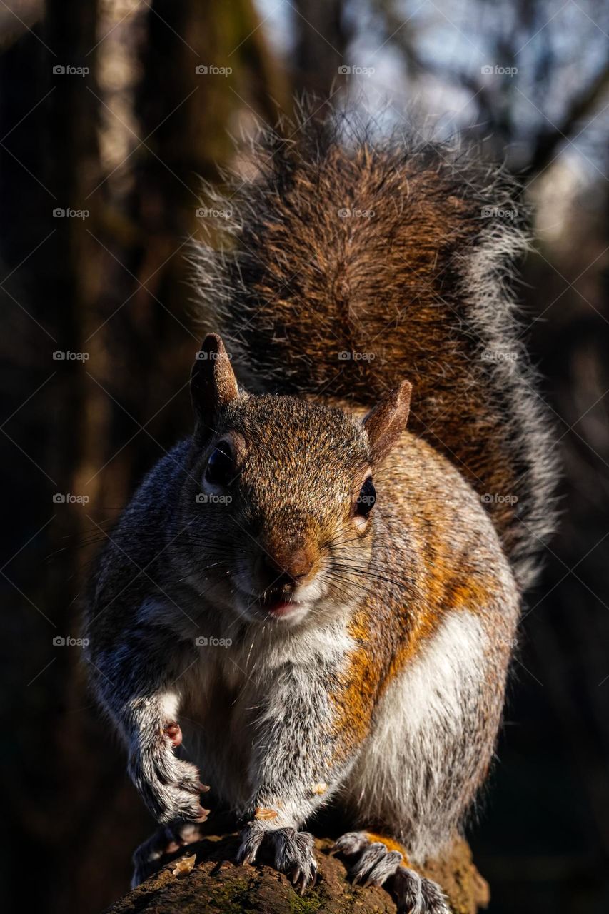 Cute squirrel 