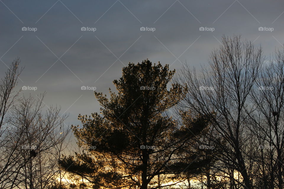 pine tree with sunset reflections