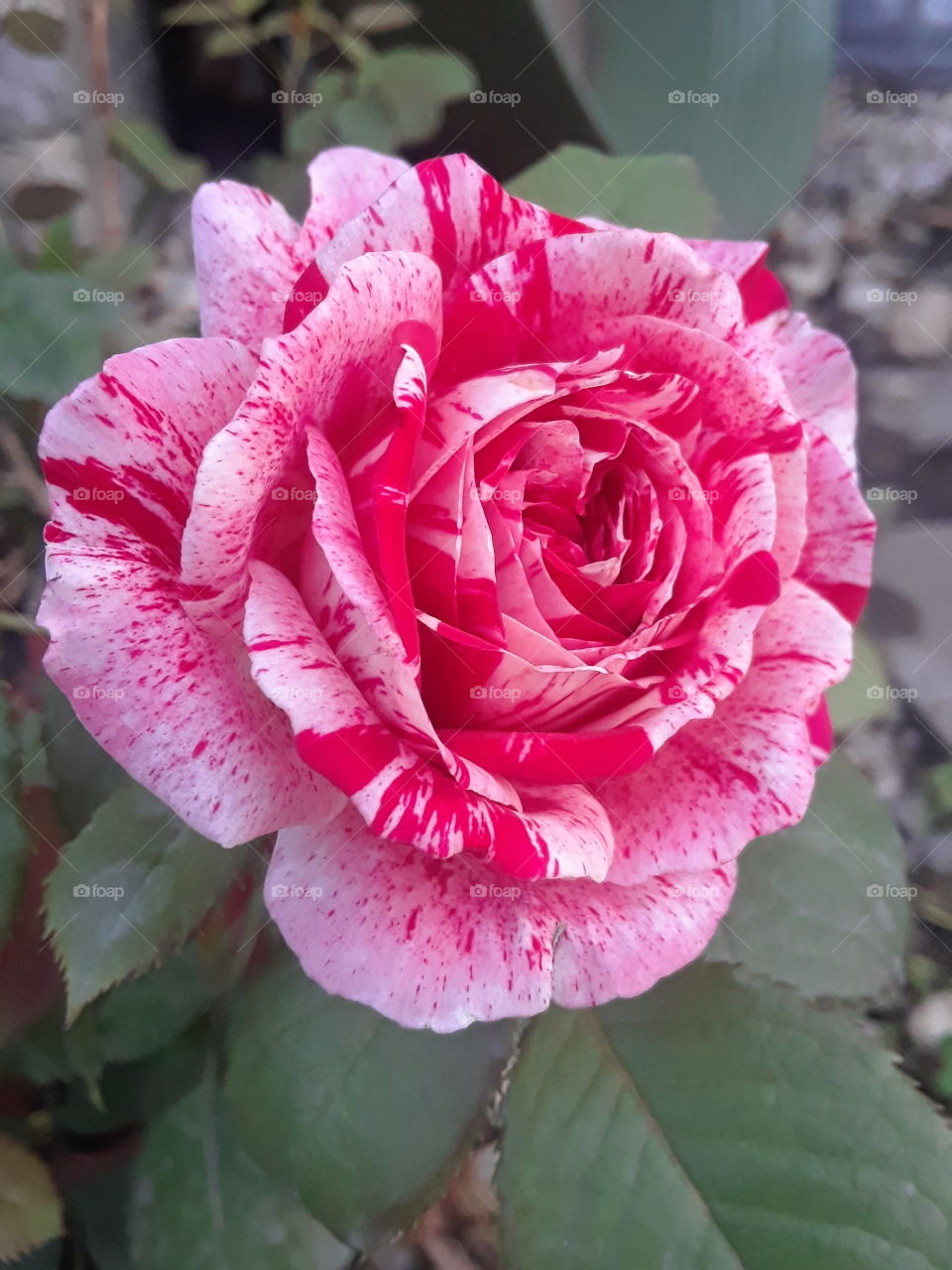 Sent a licous Red and pink variegated rose
