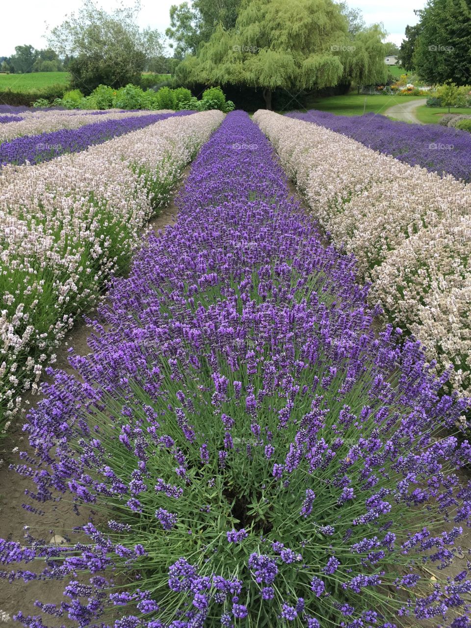 Lavender fields