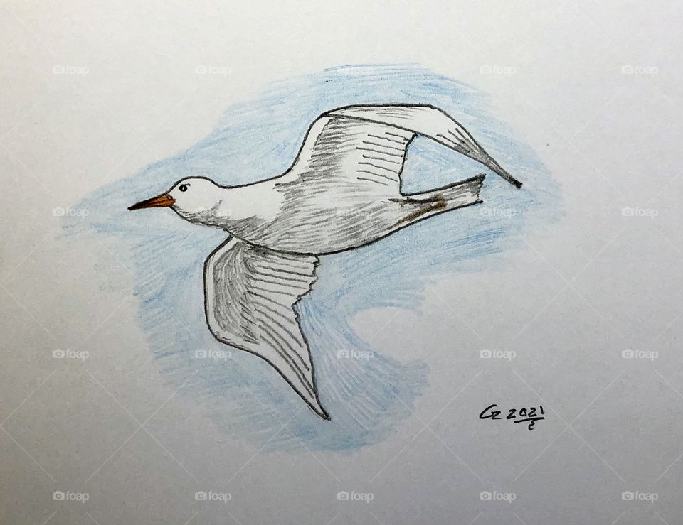 Hering Gull in Flight 