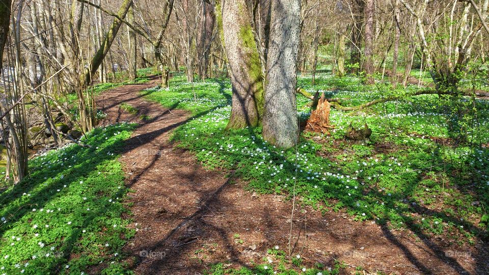 Springtime in the woods 