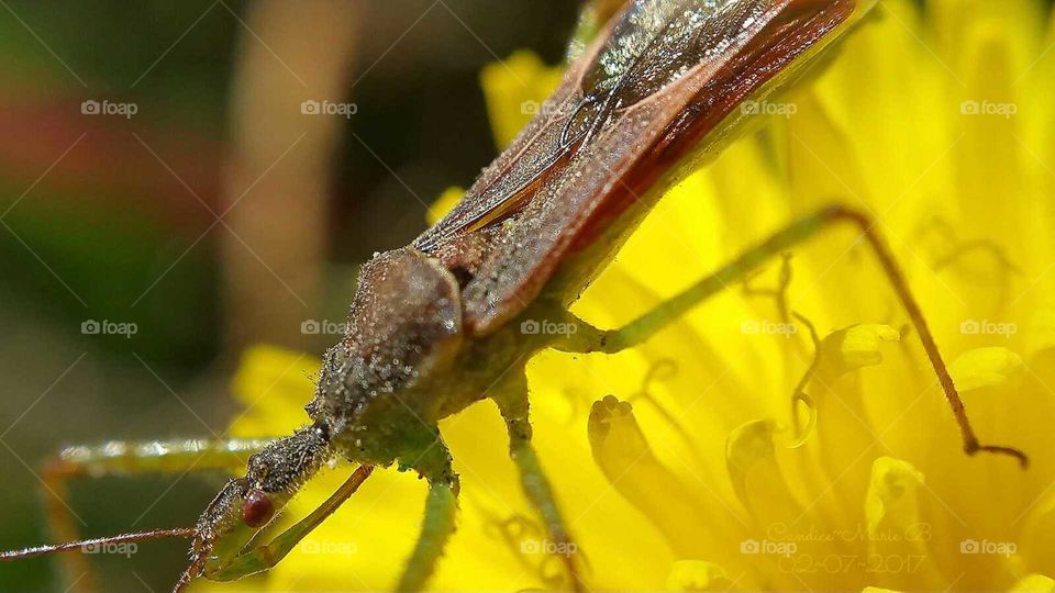 Bug on Dandelion